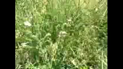 Ofraod