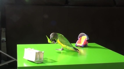 Папагал се учи да става мама!