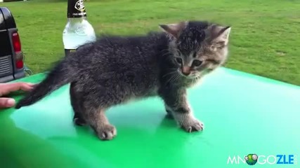 Супер сладко коте пада по команда !