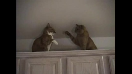 Бой м/у две Котки 