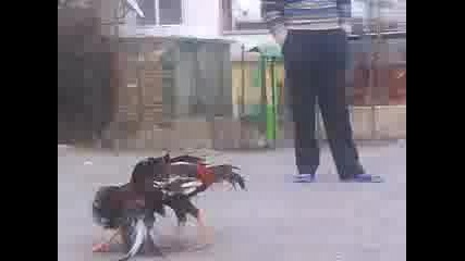 Horoz 2