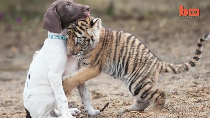 Приятелство между тигърче и куче