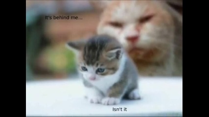 The Cat Video 