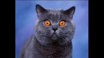 Ахх тези сладки котенцааа