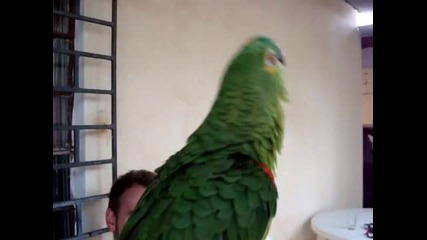 Parrot singing opera (official video)