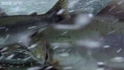 Мечка Гризли Ловува - Bbc One