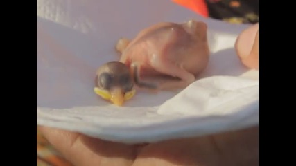 Птичето Генчо, което оцеля след хранене от човек