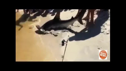 Акула роди на брега пред десетки летовници във Флорида