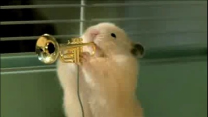 Hamsters orchestra