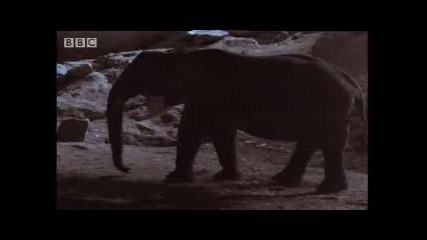 Bbc Animals Cave Under Construction - Elephants at Work! - Elephant Cave 