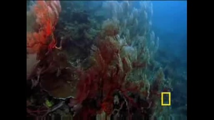 National Geographic - Great Barrier Reef
