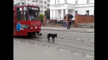 Мързеливо куче спира трамвай !!!
