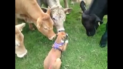 Куче и стадо крави се сприятеляват