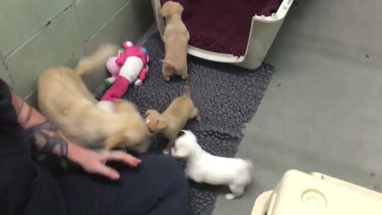 Ветеринарна лекарка връща малки кученца при майка им