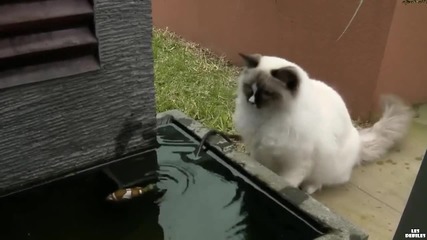 Котенце спасява рибка!