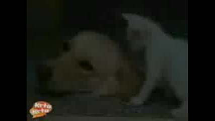 Cat and dog.3gp