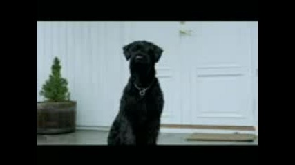 Audi - The Dog