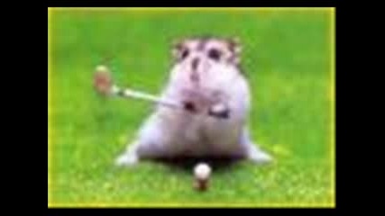 Funny Hamsters 2