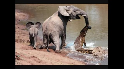 слон крокодил атака