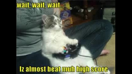 Very Funny Cats