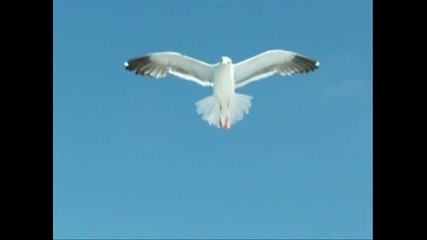 Jonathan Livingstone Seagull 2006 Part 2 