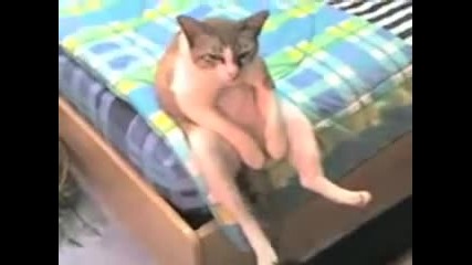 Котка се е отчаяла от живота