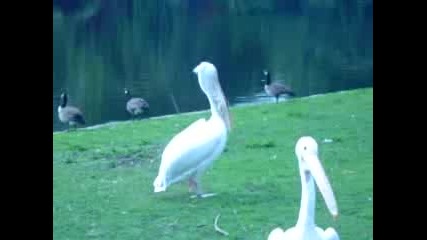 Пеликан Изяжда Гълъб