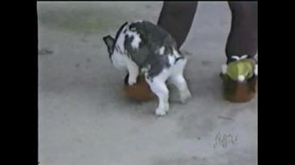 Заек прави секс с обувка