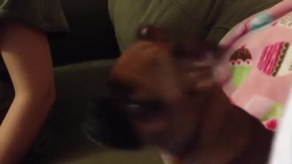 Реакцията на кученце, когато гледа "цар лъв"