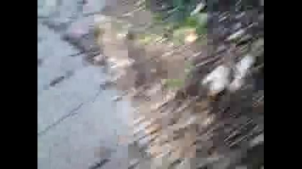 тъпаците в гората