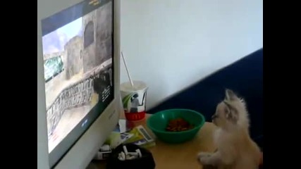 Коте обича Counter Strike 