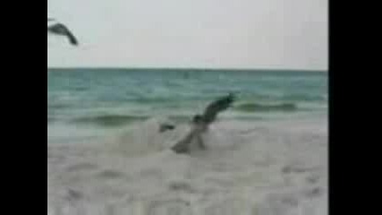 Чайките Нападат Човек Заровен В Пясъка