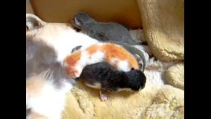 Моите малки котета - бебета =d