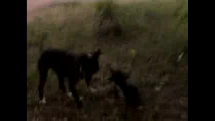 Pitbull vs Mixed Breed