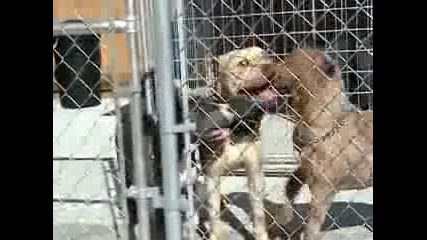 Kabikano Pit Bulls From Kennels Blue Line