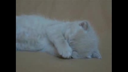 Котето Джо