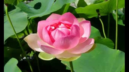 Lotus Song