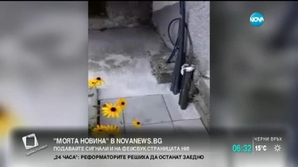 От "Моята новина": Змия в Бургас