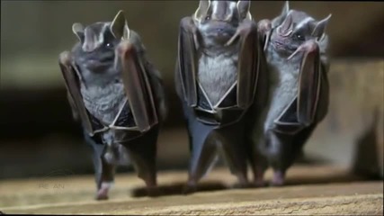 Dancing Bats !