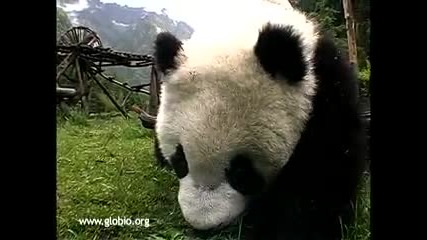 Сладки панди си играят