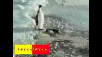 Лошия Пингвин