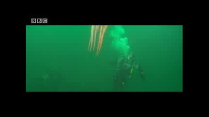 Giant octopus - extreme animals - Bbc wildlife