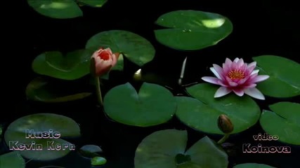 Водни лилии - Water lily time-lapse- авторски