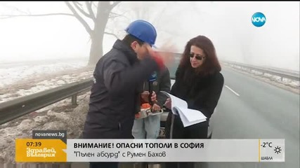 Изгнили тополи застрашават трафика по Ботевградско шосе