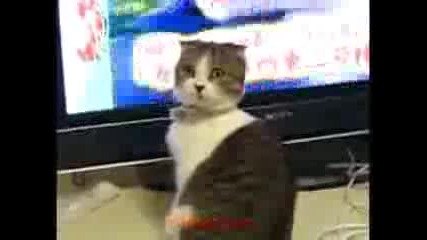 Драматична котка!