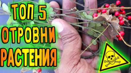 Топ 5 най-отровни растения, които се срещат и в България!