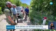 Нов сигнал, че черният леопард вероятно е забелязан край Шумен