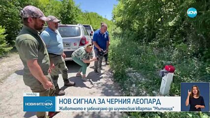Нов сигнал, че черният леопард вероятно е забелязан край Шумен