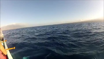 Кану с туристи неочаквано среща кит ,за малко да пострада!