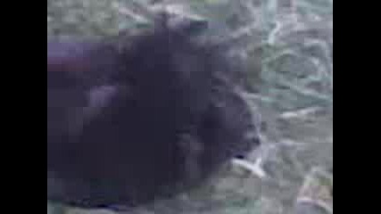 Видео000.3gp
